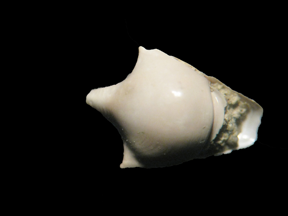 Spagna  - 1